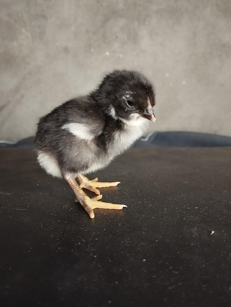 Photo beautiful chick photo of 2 days