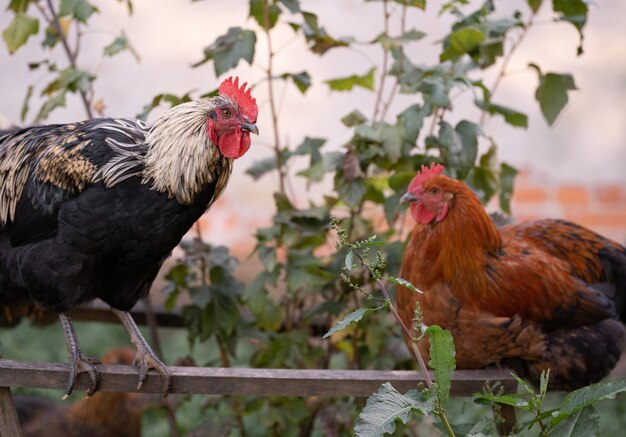 Beautiful chickens and roosters outdoors in the yard