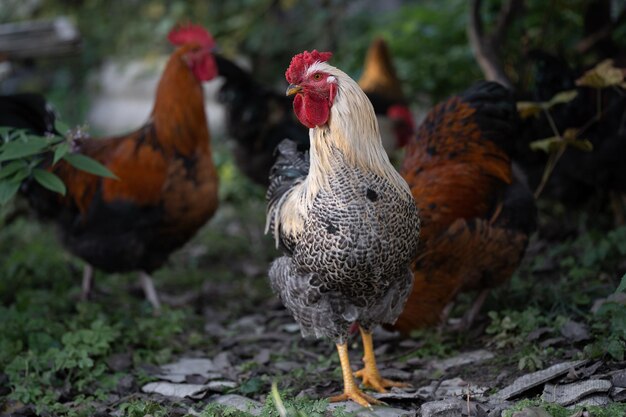 Beautiful chickens and roosters outdoors in the yard