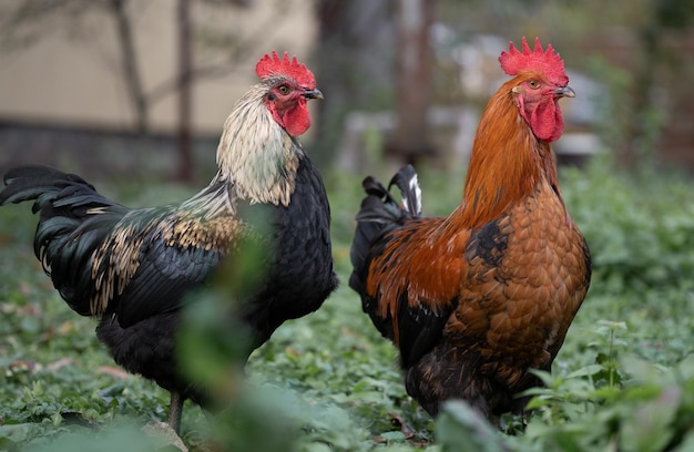 Beautiful chickens and roosters outdoors in the yard