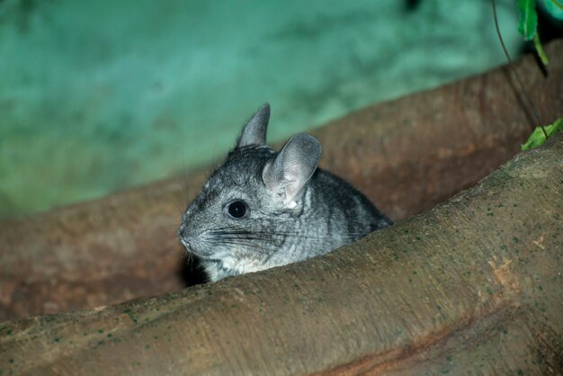 A beautiful Chinchilla