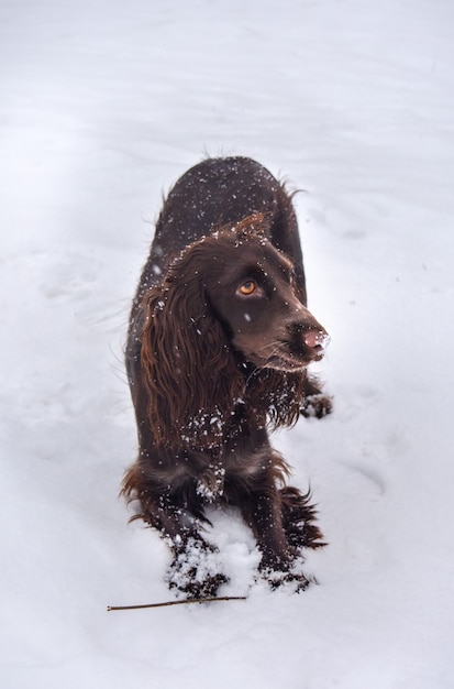 beautiful chocolate spaniel playing in the snow