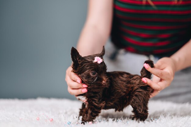 Beautiful Chocolatecolored Yorkshire Terrier is held on blue background with hairpin on his head