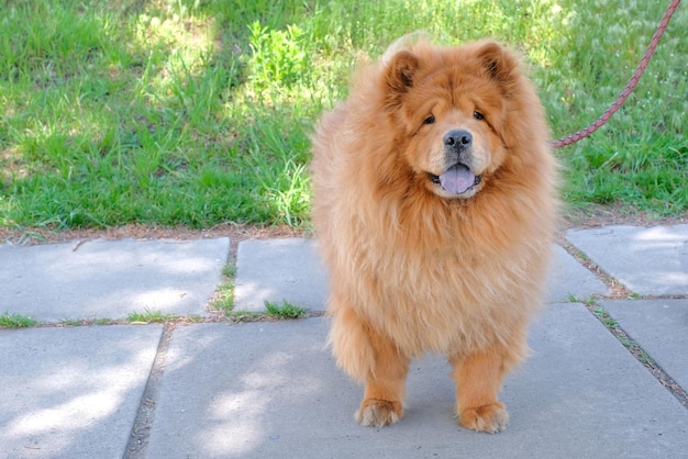 Photo beautiful chow chow dog for a walk in the park purebred red dog brown hair blue tongue