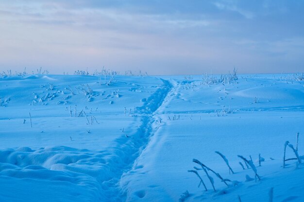 Красивый рождественский пейзаж, зимний сосновый лес, приморские дюны