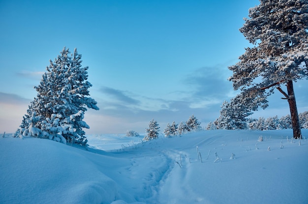 美しいクリスマスの風景、冬の松林の海辺の砂丘