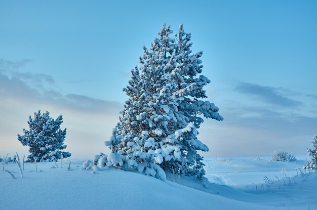 Beautiful Christmas landscape,  winter the pine forest