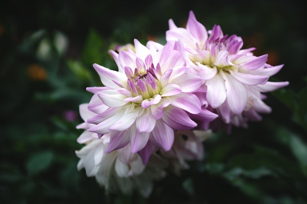 Beautiful chrysanthemum in the city garden abstract natural backgrounds