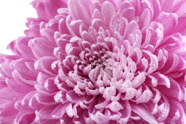 Beautiful chrysanthemum close-up