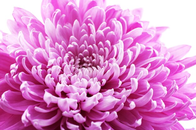 Beautiful chrysanthemum close-up