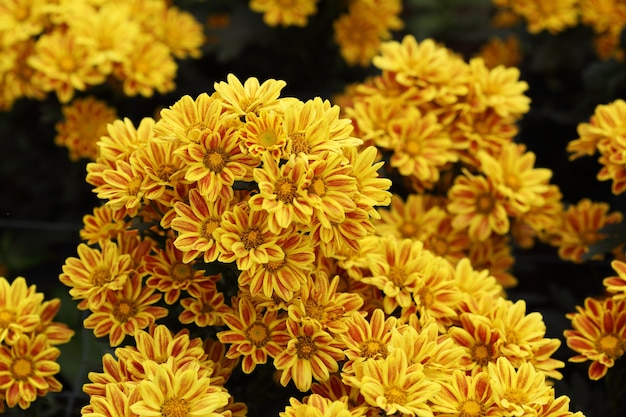 beautiful Chrysanthemum flower blooming