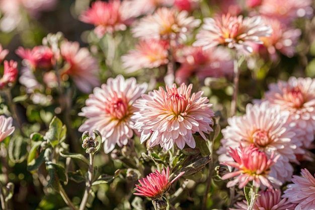 Beautiful chrysanthemum flower bushes pink colors