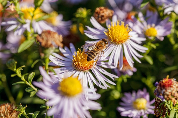 写真 美しいクリスアンテム花の茂み 紫の色が近づいています