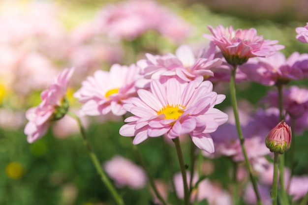 写真 小さな庭の美しい菊の花