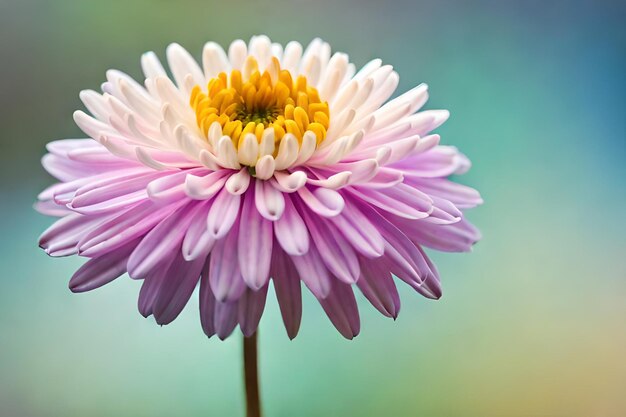 Beautiful chrysanthemum flowers closeup