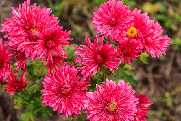 Beautiful chrysanthemum in a garden