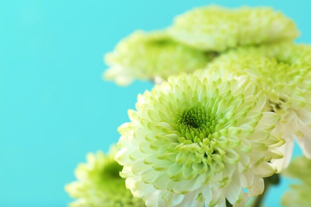 写真 青緑色の背景に美しい菊