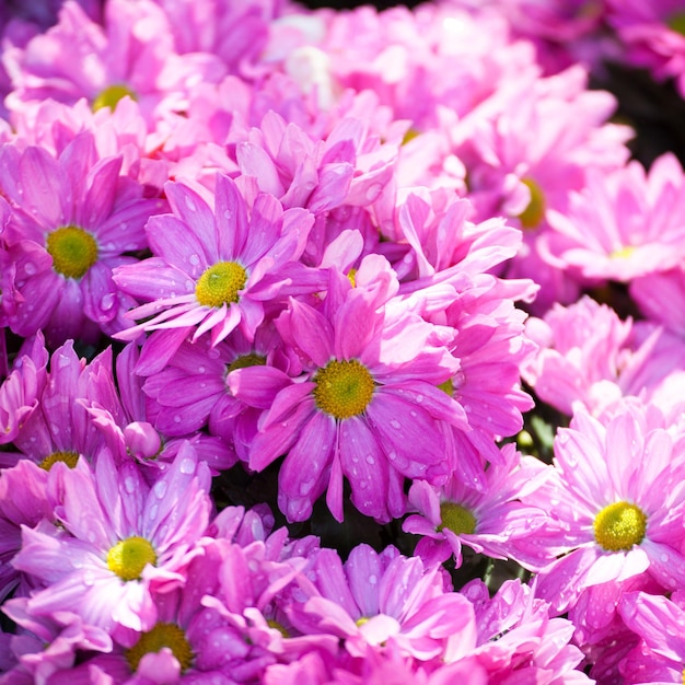 국화 핑크 꽃의 아름다운