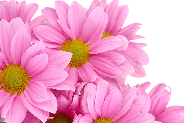 Beautiful chrysanthemum on white