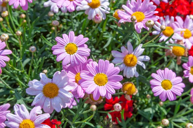 Beautiful chrysanthemums in different colors grow at the field in springtime