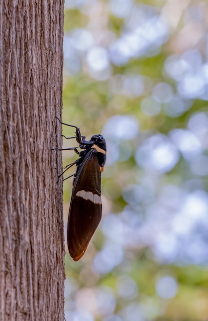 写真 ぼやけた背景と木の上の美しい蝉