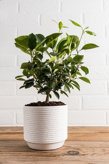 A beautiful citrus blossoming tree in a white ceramic pot on a wooden table against a white brick wall home farming