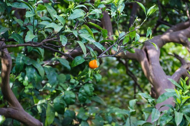 Beautiful citrus tree with ripe fruits closeup