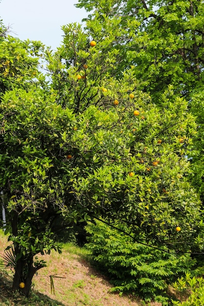 Красивое цитрусовое дерево со спелыми фруктами в саду