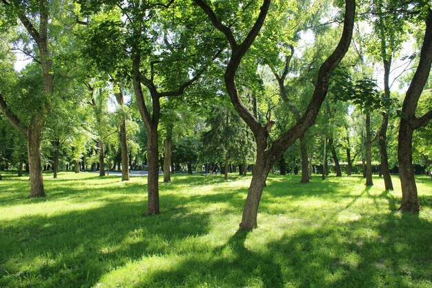 Photo beautiful city park with path and green trees