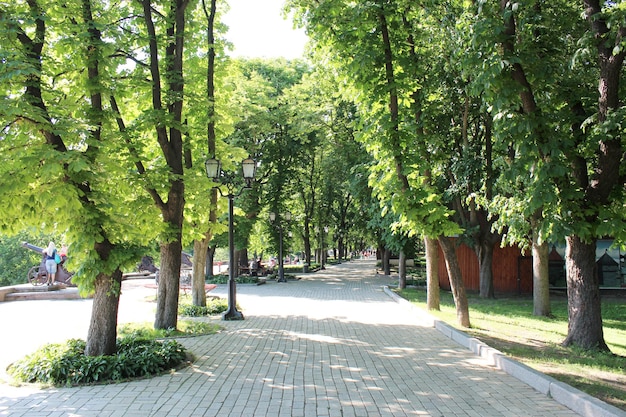 Красивый городской парк с дорожкой и зелеными деревьями