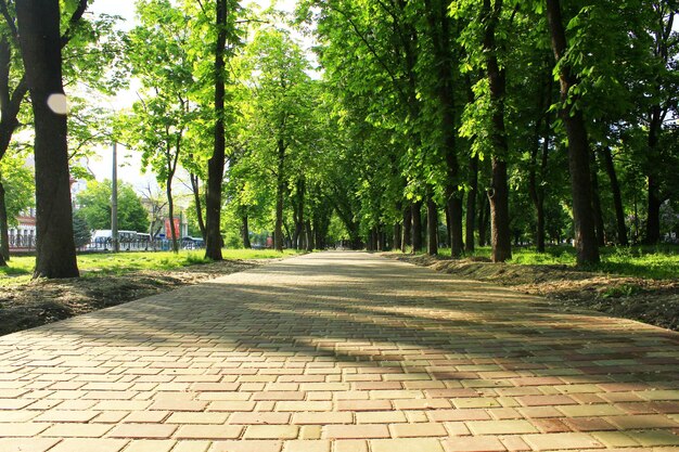 歩道と緑の木がある美しい街の公園