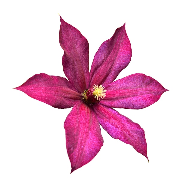 Beautiful clematis flower purple with leaves isolated on white background. Floral pattern, object. Flat lay, top view