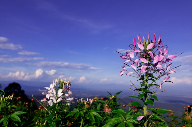 아름다운 Cleome 또는 Spider 꽃은 열대 식물은 하늘색으로 피고 있습니다