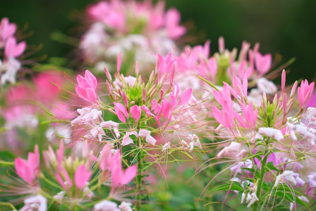 정원에서 아름 다운 Cleome spinosa 또는 거미 꽃