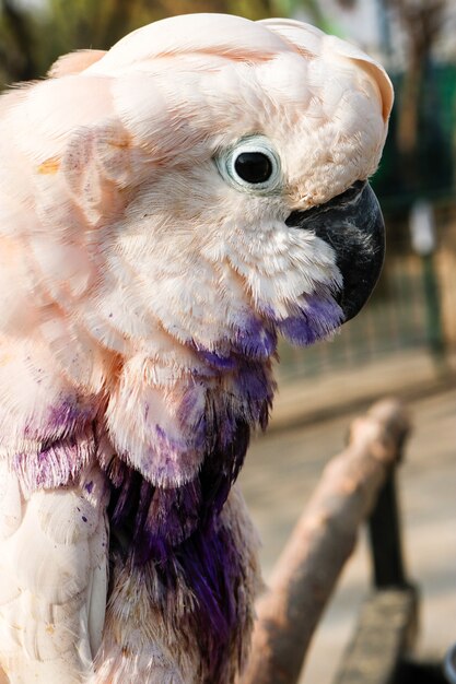 Beautiful click of a white parrot 