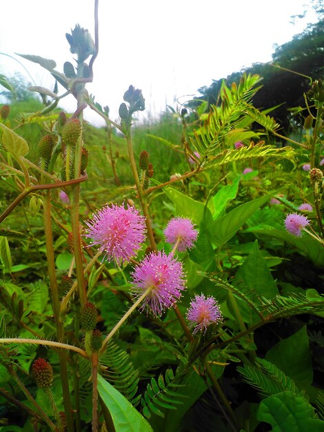 Foto bella pianta selvatica a fioritura rosa ravvicinata