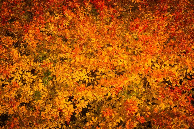 Photo beautiful close up ecology nature landscape with meadow abstract autumn background barberry berries on the branches of the bush