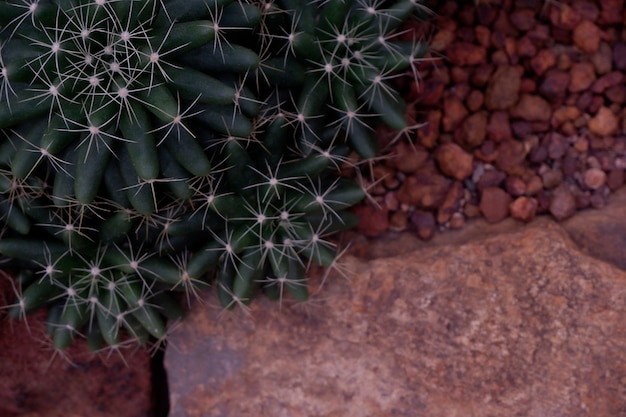 Beautiful close-up green cactus in desert.