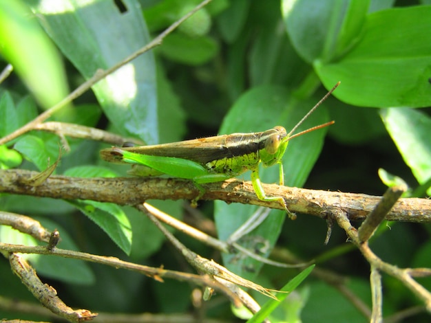 beautiful close up image of grasshopper on a branch of tree