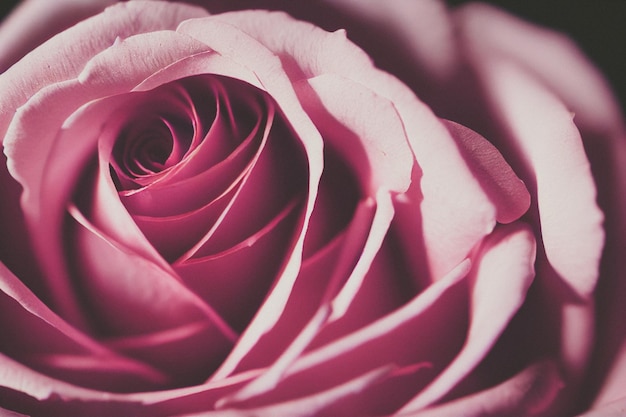 Beautiful close up macro shot of pink rose flowers as background