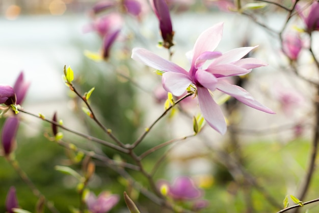 Beautiful close up magnolia flowers.