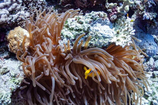 Beautiful close up of marine life is a dark sea anemone , sea\
plant growing along the coral reef. a clown anemone fish sheltering\
among the tentacles of its sea anemone. underwater world.\
thailand.