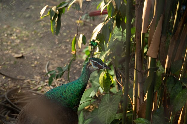 Beautiful close up of peacock with green and blue feather color with patern of majestic feather