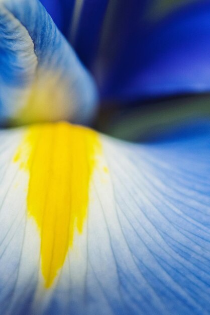 Beautiful close up photo of blue and yellow flower