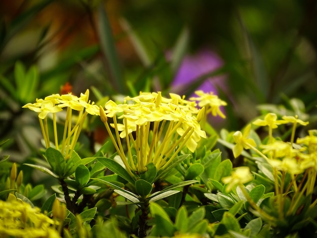 黄色の野生の花の美しいクローズアップの写真