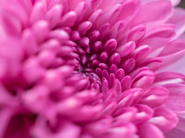 A beautiful close up pink dahlia