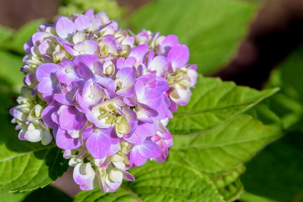 Photo beautiful close-up of purple or pink and white hortensia group or hydrangea macrophylla flower on the tree