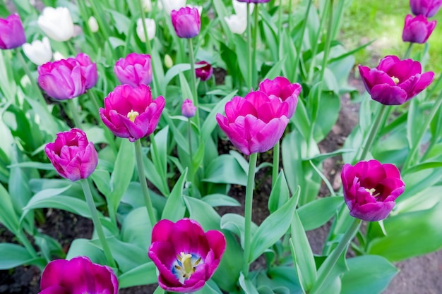 Beautiful close-up purple tulips flowerbed.beautiful floral natural banner wallpaper. Blooming tulips. blossom tulip, spring flowerbed