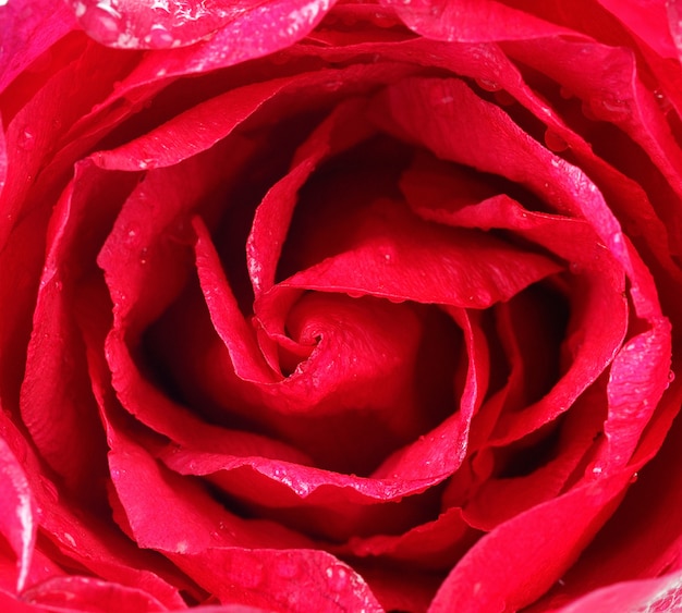 Beautiful close up red rose