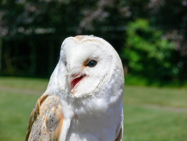 Photo a beautiful close up of a snowy owl